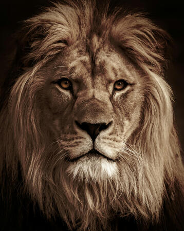 STRENGTH