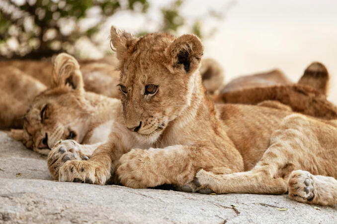 A young lion cub resting with other lions in the background.