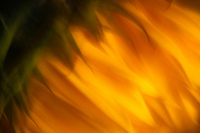 Sunflower in Motion