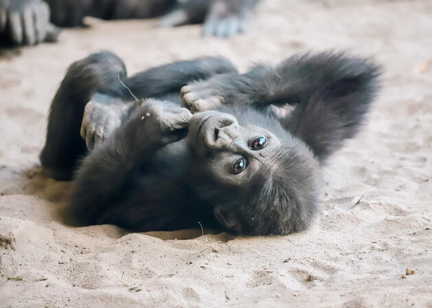 Playful Soul