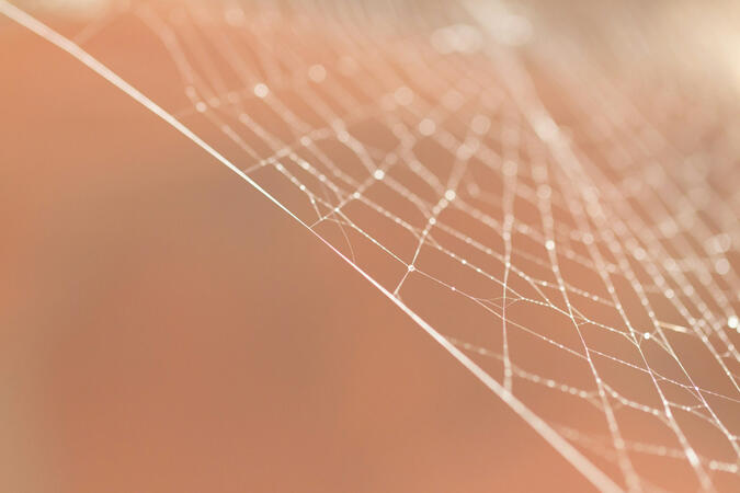 A delicate spider web glowing in warm golden light with soft bokeh.