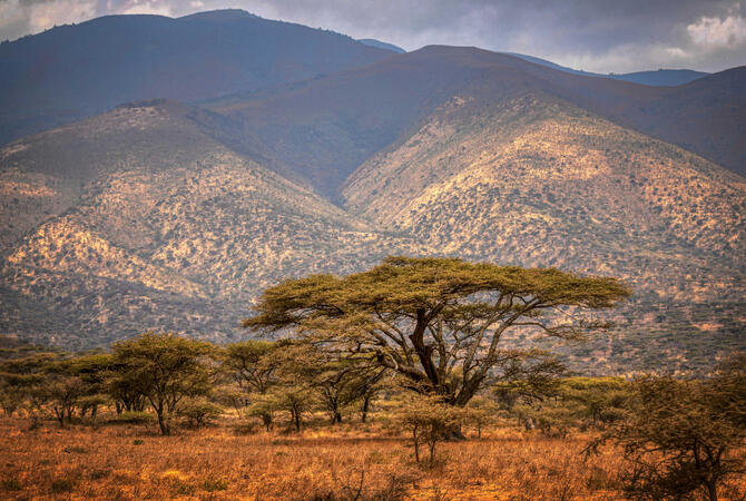 Savanna Layers