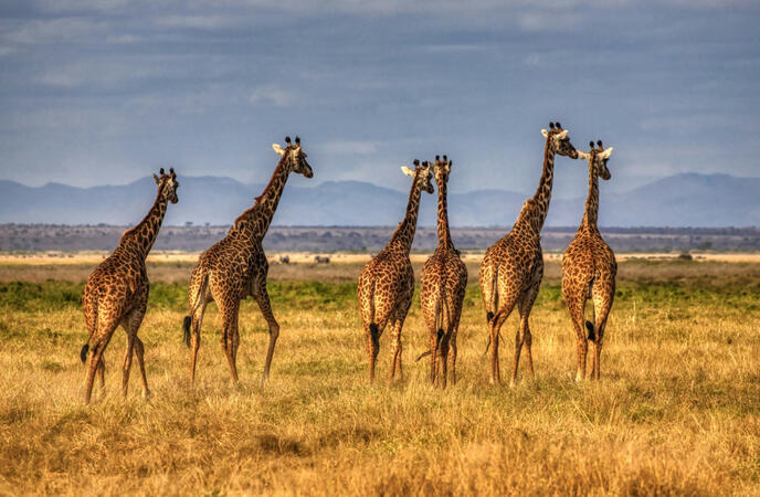 Giraffe standing in the African savanna