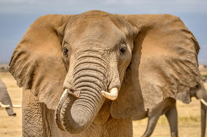 African elephant standing in the savanna